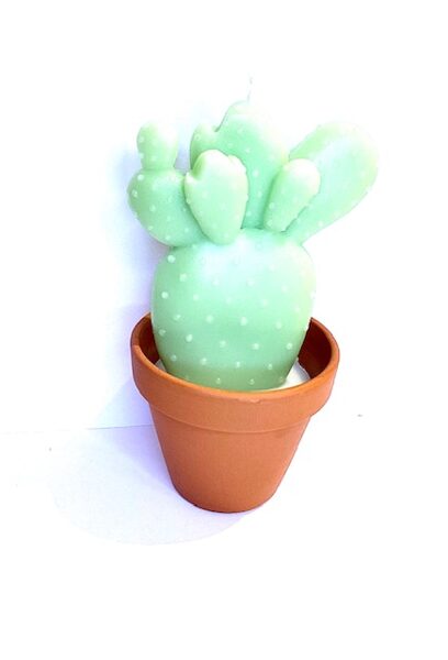 Opuntia cactus vert tendre